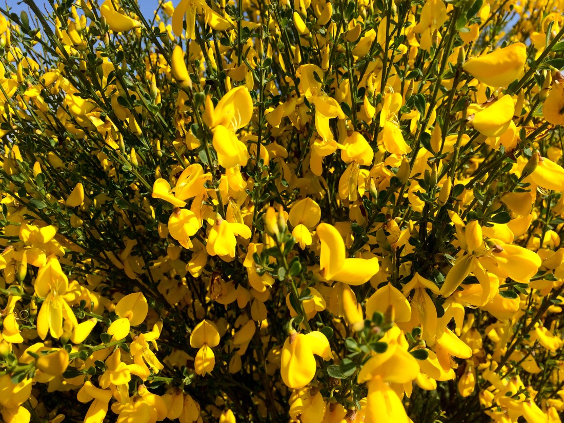 1807 CD Heidschnuckenweg Ginster