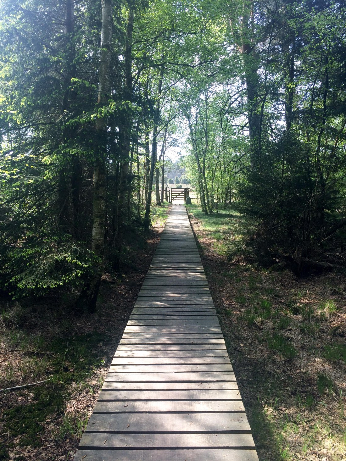 Heidschnuckenweg Radenbachtal (1) 1807 captains_dinner