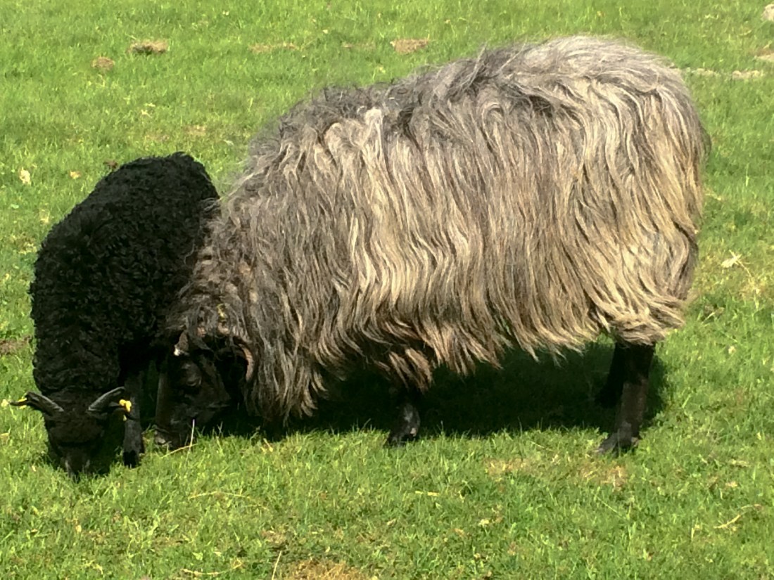 Heidschnuckenweg Schnucke mit Lamm 1807 captains_dinner