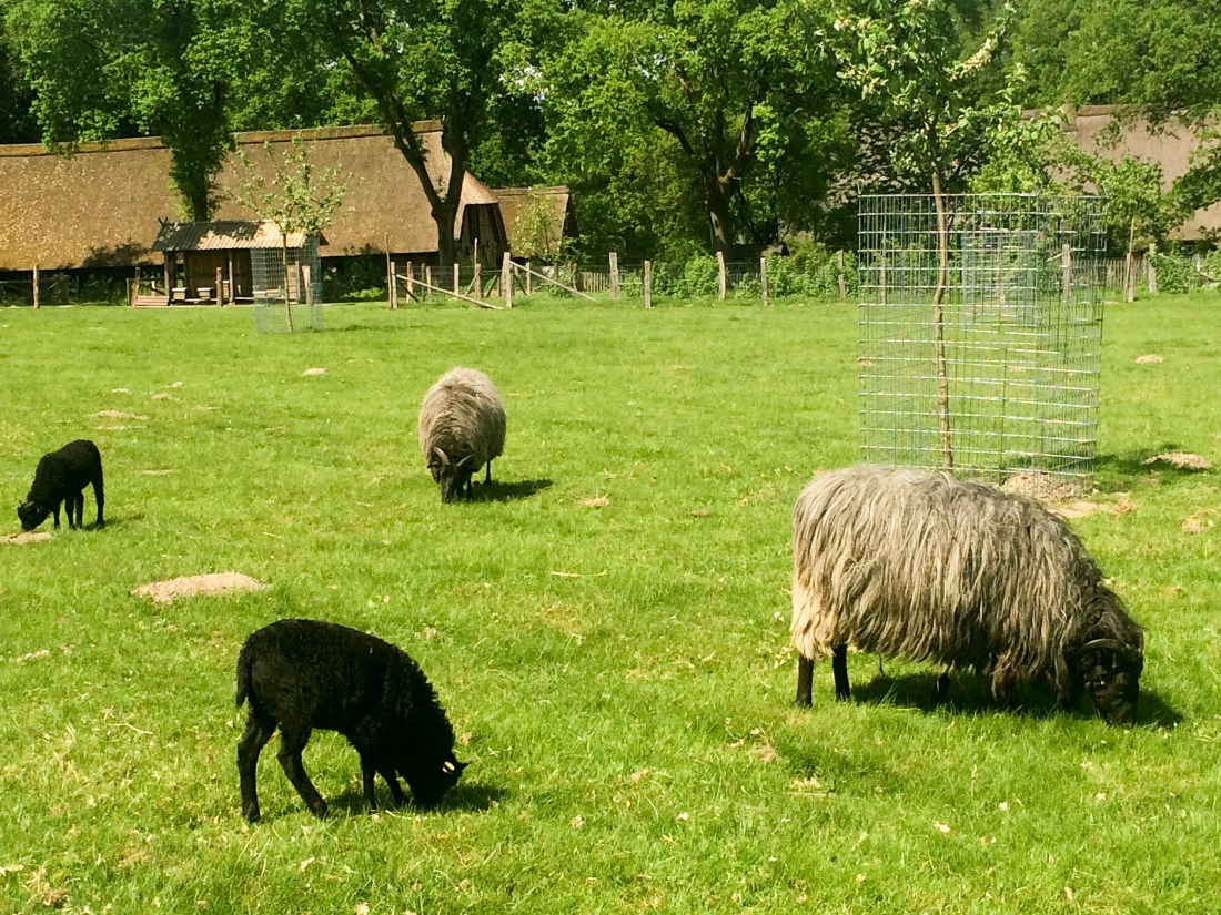 Heidschnucken (1) captains_dinner