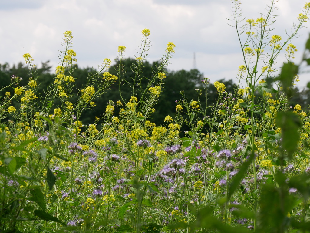 B662DDBE-405A-41BC-A5BA-208F26E6AD72_1_105_c